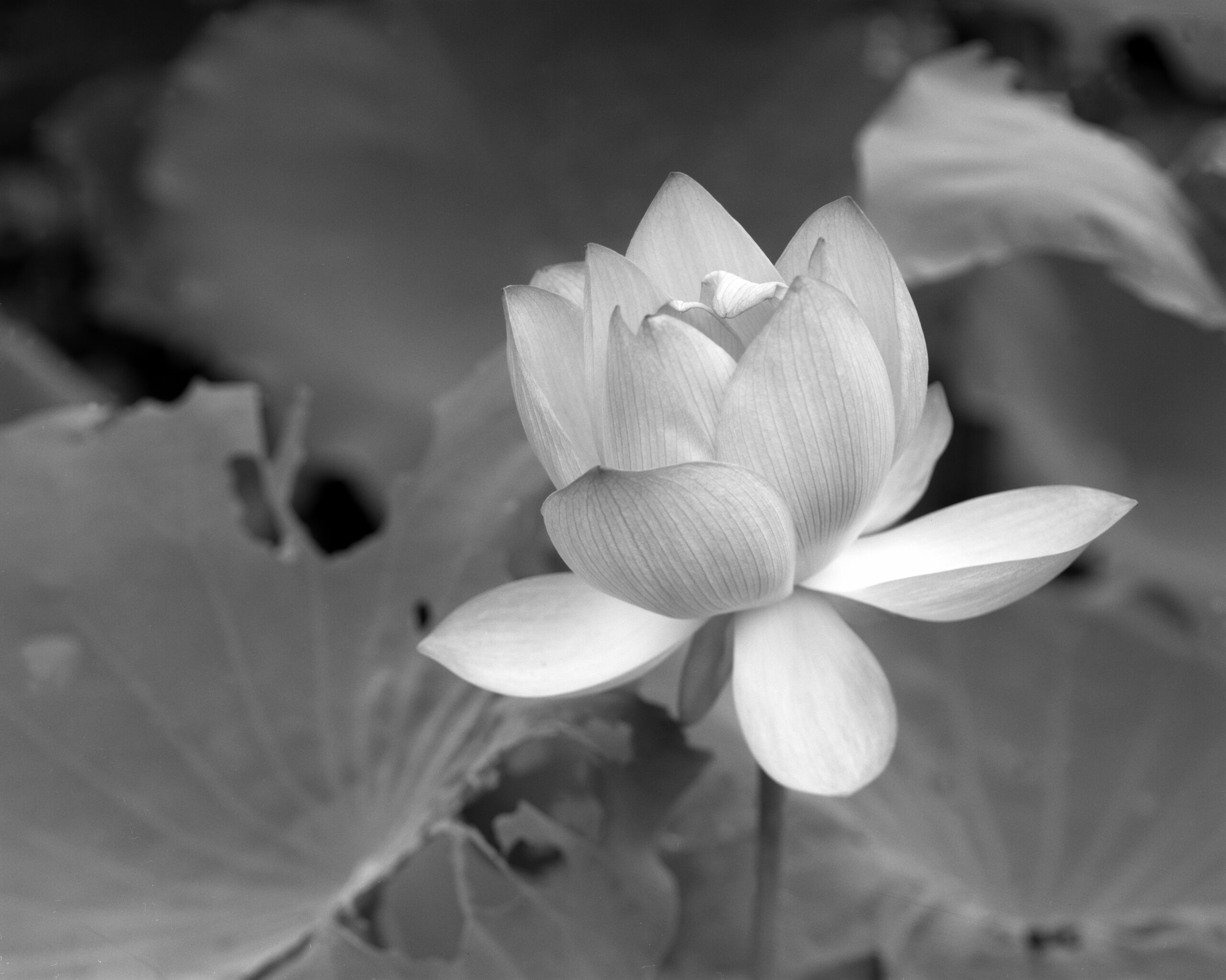 A quiet moment, only a photographer understands
